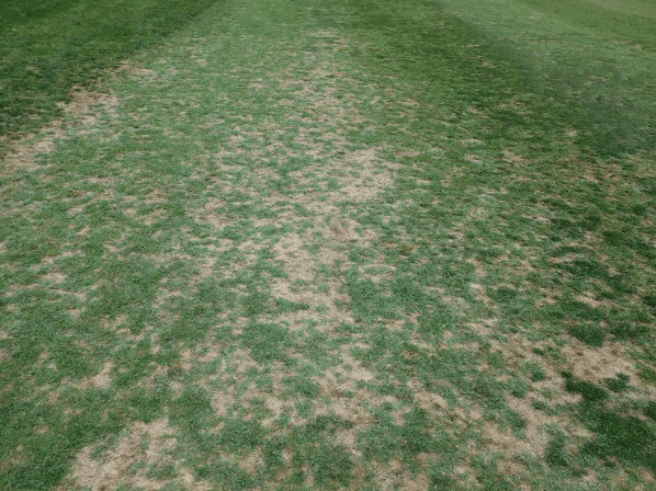 The Nature, Diagnosis and Management of Winterkill: Part 2 Bermudagrass